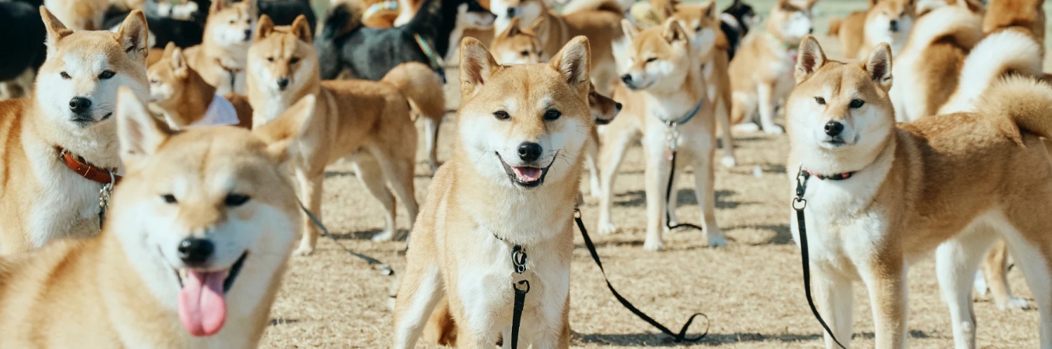 ヘッダー画像