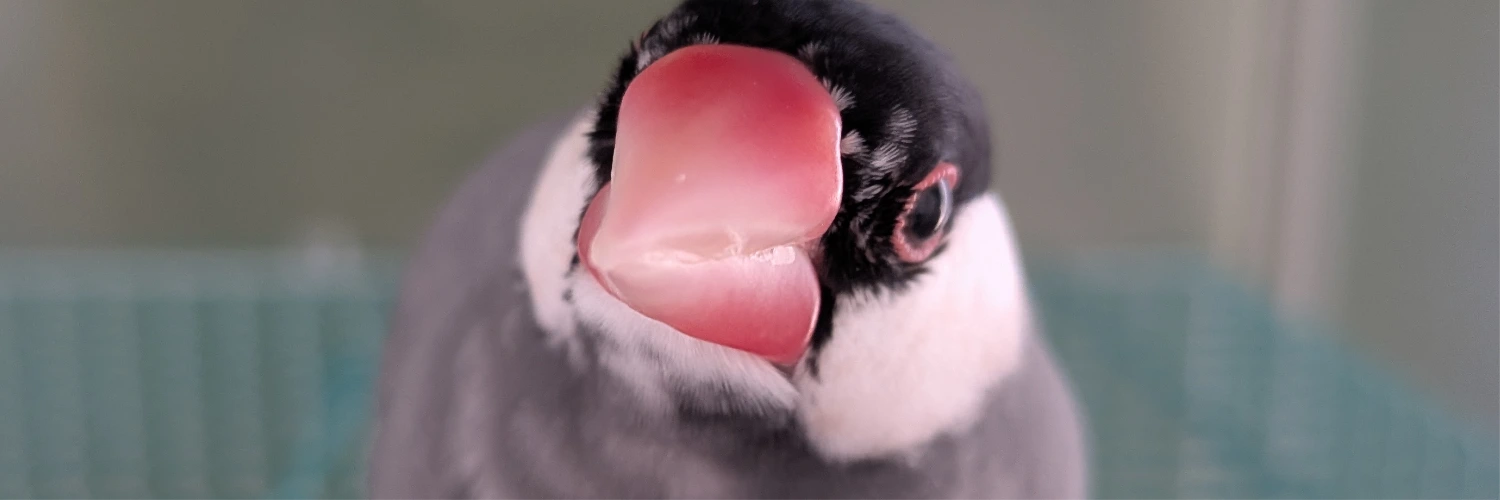 ヘッダー画像
