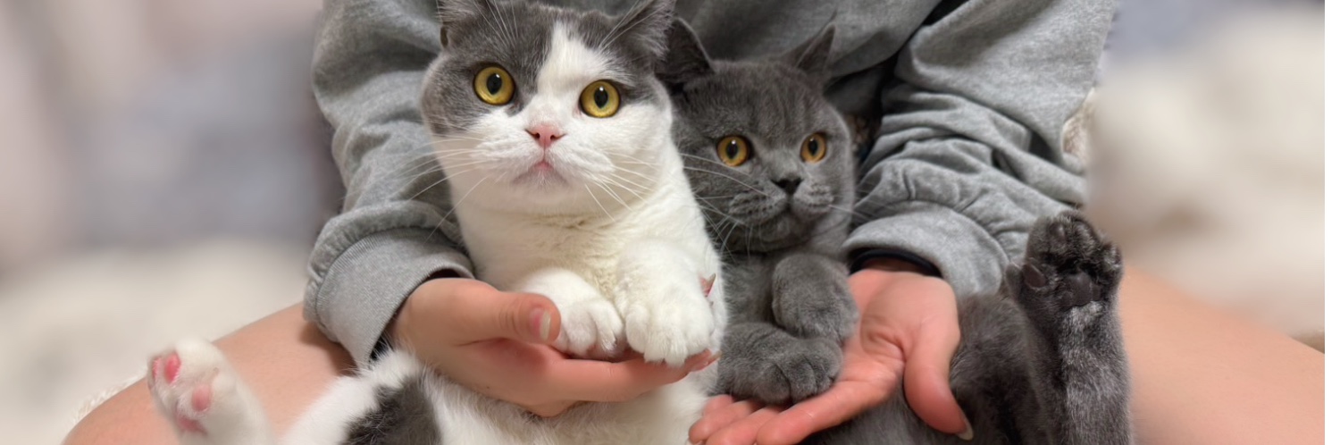 ヘッダー画像
